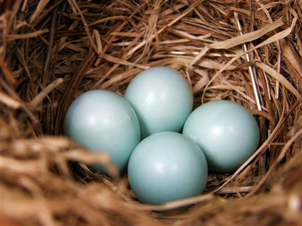 Let's Talk About Birds: Birds' eggs