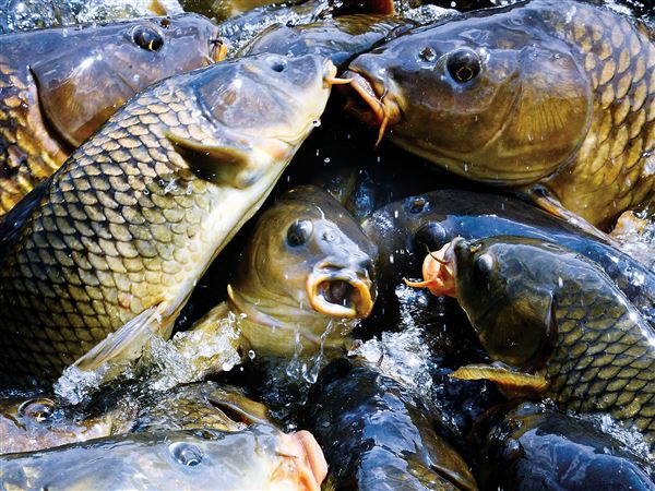 Biologists investigating fish kill affecting carp at Pymatuning