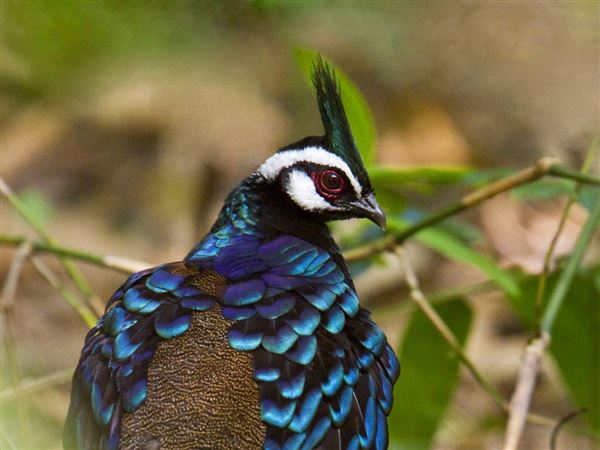 Let's Talk About Birds: Palawan peacock pheasant | Pittsburgh Post-Gazette