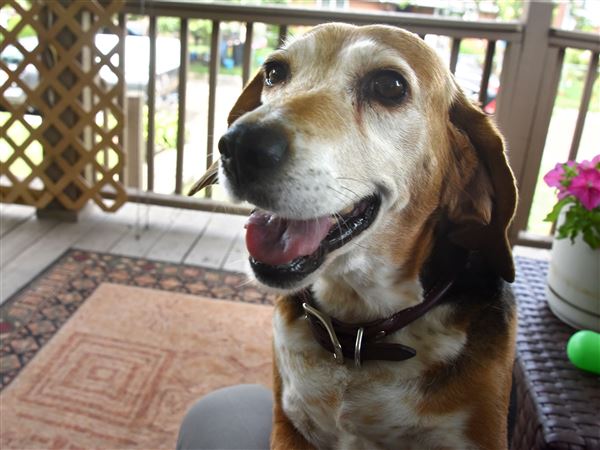 Pet Tales: These old dogs are special picks at sanctuary | Pittsburgh  Post-Gazette