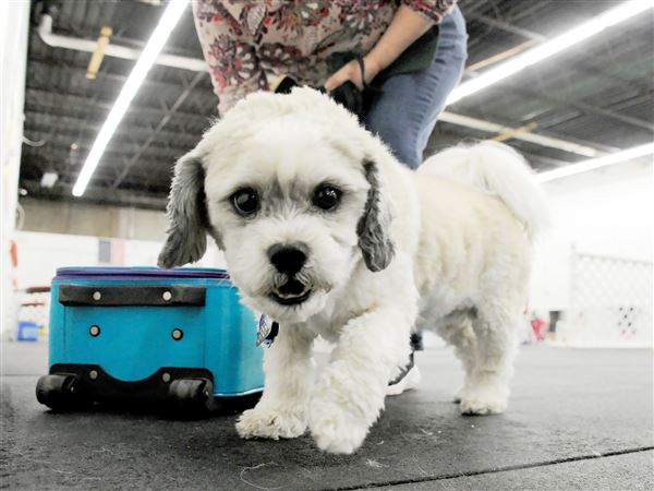 dog nosework classes near me