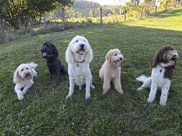 The meteoric rise of the 'oodle' — and other cross-breed dogs