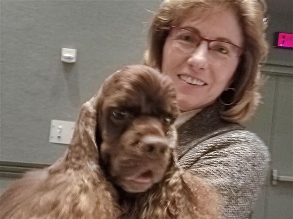 Silverhall sales cocker spaniels