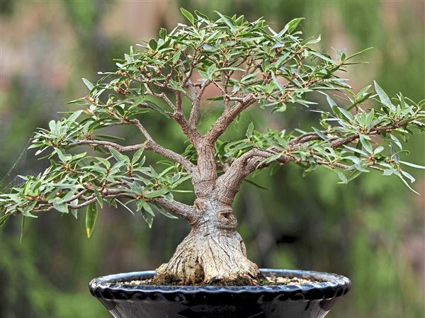 Bonsai Society Shows How To Tie And Prune Pittsburgh Post Gazette