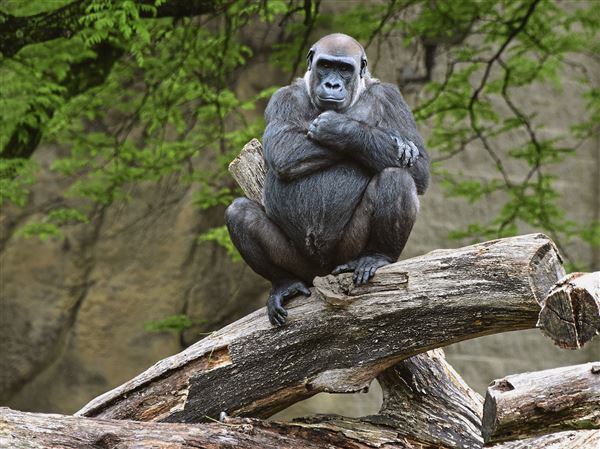 Gorilla born at Pittsburgh Zoo | Pittsburgh Post-Gazette