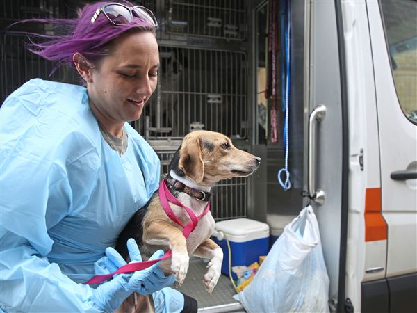 Humane Animal Rescue Celebrates 1 000th Transfer Rescue Pittsburgh Post Gazette