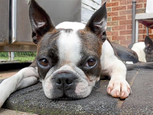Beaver County Couple Has Been Breeding And Loving Boston Terriers For 39 Years Pittsburgh Post Gazette