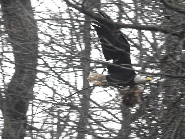 New Camera Installed To Spy On Hays Bald Eagles Pittsburgh