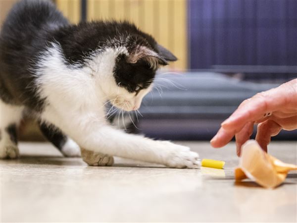 Jackson Galaxy Snuffle Mat for Cats