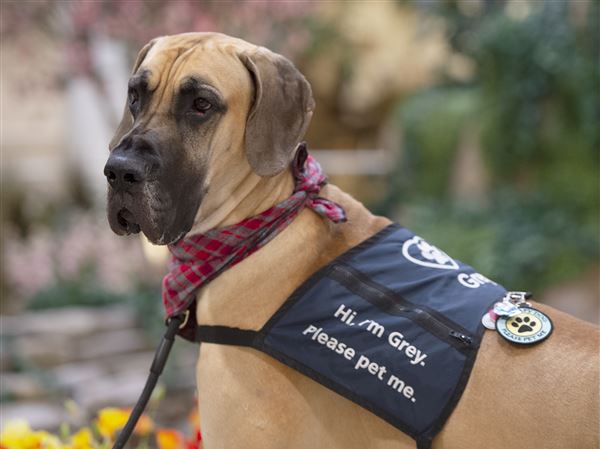 Pittsburgh Steelers on X: See a puppy, send a puppy. 