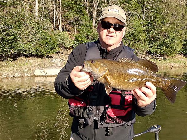 Allegheny River Bronzebacks: Find the right habitat and water temperature  for pre-spawn smallmouth