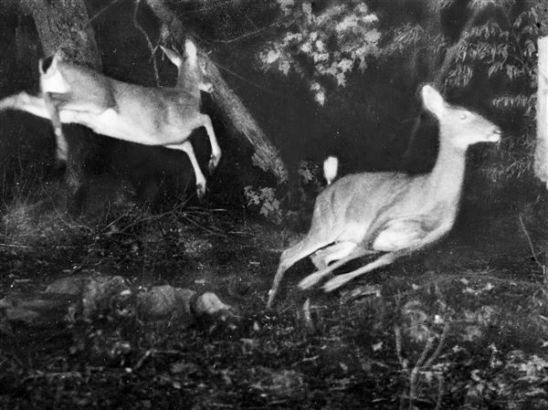 george shiras national geographic