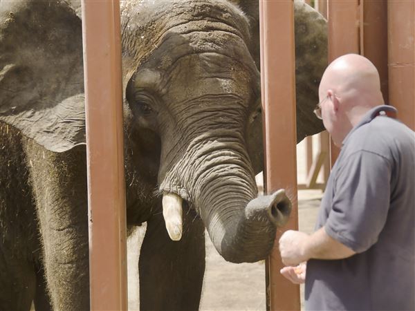 PETA opposes Pittsburgh Zoo application to import elephant semen