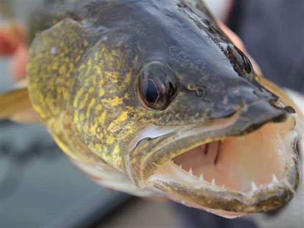 FISHING-REPORT-Allegheny-Lake-Erie-walleye-trout-muskellunge-1571328305.jpg