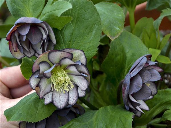 Hellebores Blooms Color Gray Days Before Spring Pittsburgh Post Gazette