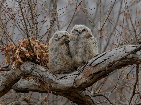 Two great-horned siblings snuggle in Schenley Park on April 1.