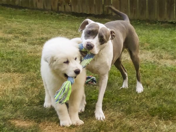 great pyrenees first time dog owner