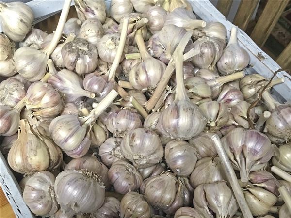 Master Gardener: The wonder of garlic and fall planting