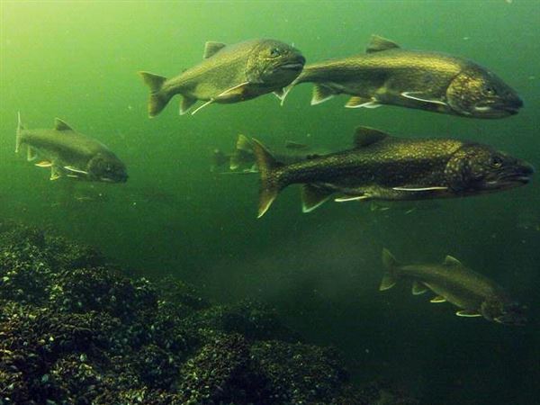 Summer Lake Trout Fishing Is A Search For Cold Water Pittsburgh