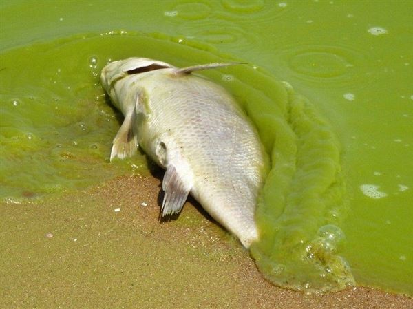 Lake Erie fishing dependent on competing Ohio toxic algal abatement plans