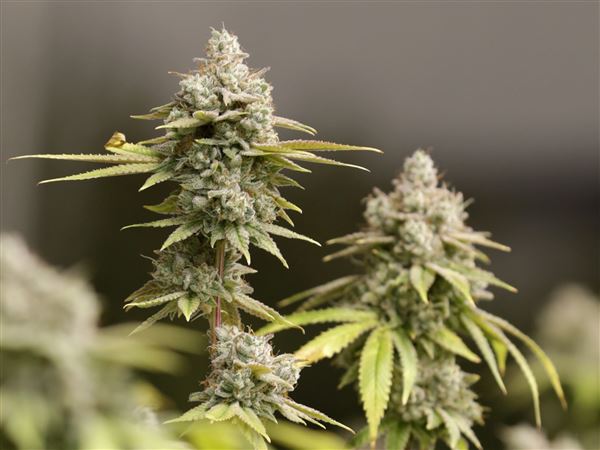 A "cannabis control board" is being proposed by a state lawmaker as a precursor to legalizing recreational marijuana in Pennsylvania.