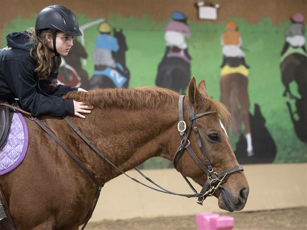 Horses Who Help At Slippery Rock University A Dozen Horses Stand