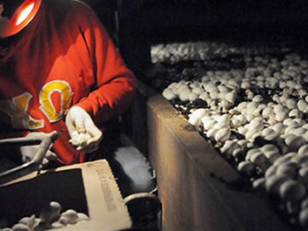World's largest mushroom facility here | Pittsburgh Post-Gazette