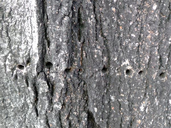 Sapsucker The Likely Culprit For Holes In Maple Tree Pittsburgh Post Gazette