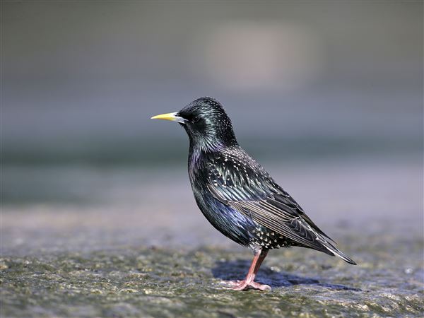 Why starlings are still the unwelcome avian guest | Pittsburgh Post-Gazette