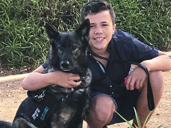 catahoula service dog