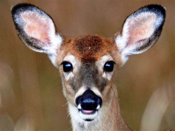 White-tailed-deer-doe-1562174887.jpg