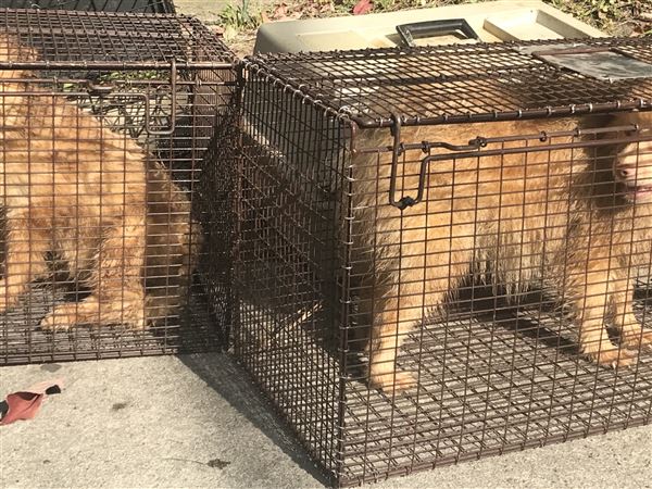 Carrick store dog shelter