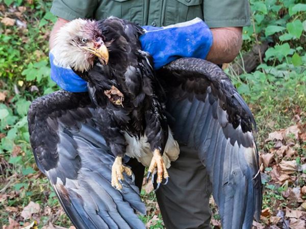 State Game Commission Seeks Person Who Killed Bald Eagle In