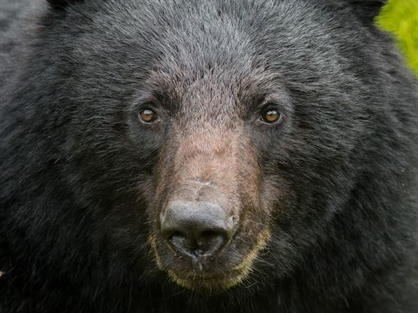 Bear season: Here's how Pennsylvania controls its largest predator