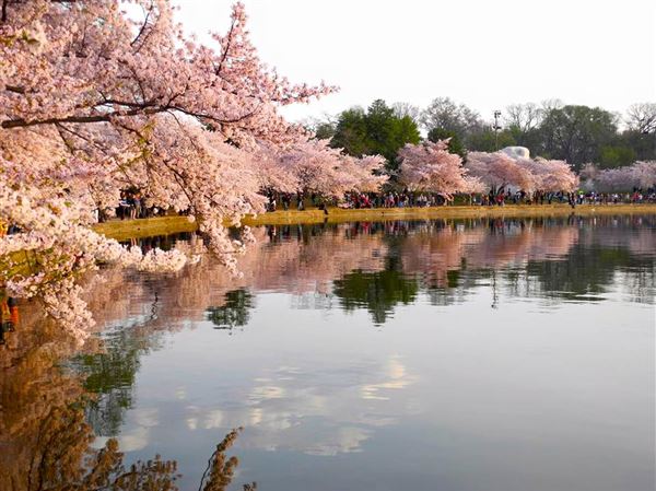 MLB - The D.C. Cherry Blossoms have arrived early this