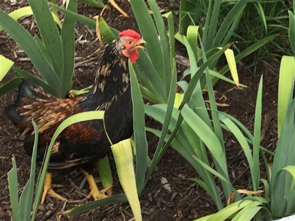 Fowl Or Foul Chickens In The Suburbs Bring Challenges Along