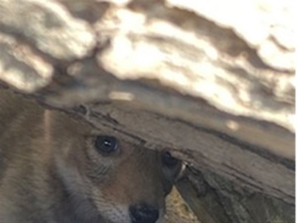 One of six Eastern coyote pups that was found in a den inside a log pile in a South Fayette Township backyard in 2022.