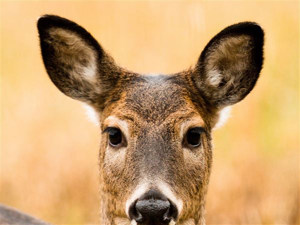 can dogs get cwd from eating deer poop