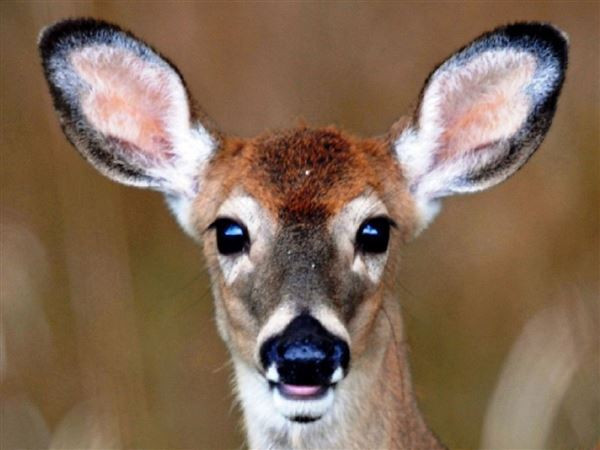 whitetail deer disease symptoms