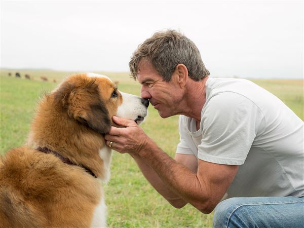 Pet Tales Feel Good Movie Is Collared By Controversy Over Dog S Treatment Pittsburgh Post Gazette