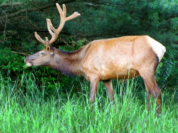 elk deer