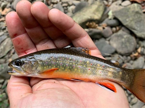 THE RAINBOW CONNECTION — Stocked Rainbow Trout Create Valuable