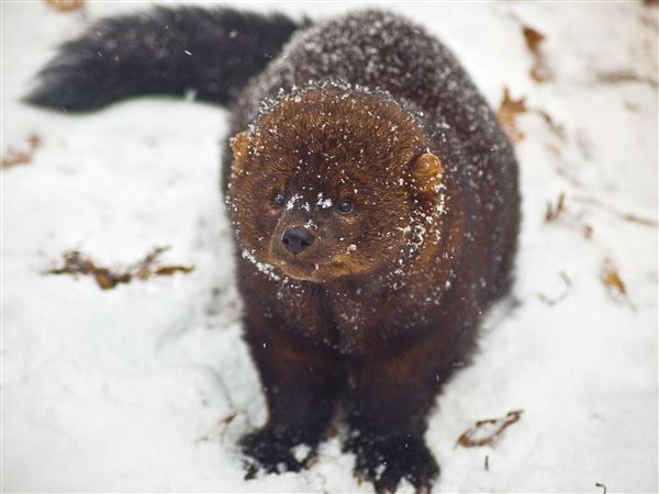 Fisher Resurgence: Once extinct in Pennsylvania forests, a big active