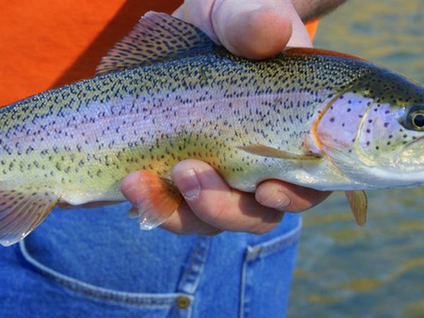 Fishing Report: Large trout stocking planned at North Park Lake