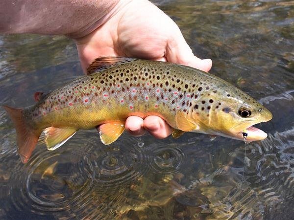 Fishing Reports – Temple Trout Fishery