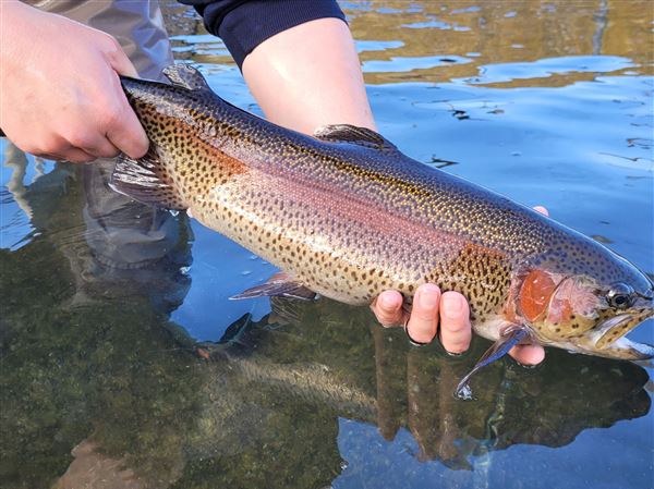 Fishing Report: Low water hampers fishing; trout stocking begins in two  weeks