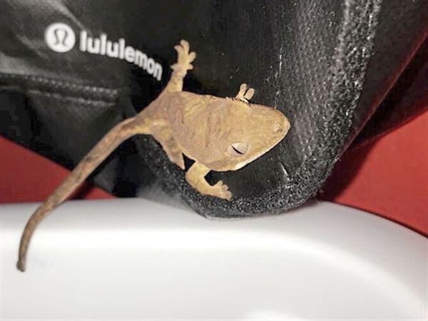 my cat ate a house gecko