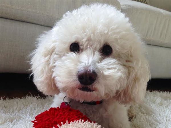 PetSmart did not kill my dear Scruffles,' grieving pet owner says in public  apology to the company 