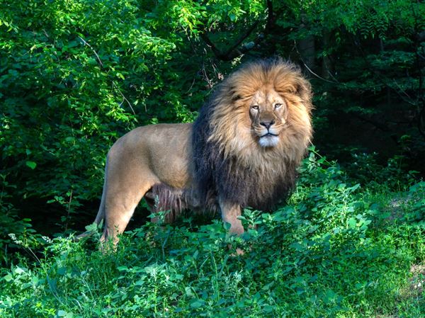 Hondo, 8, a male African lion, recently arrived at his new home at the Pittsburgh Zoo & Aquarium.