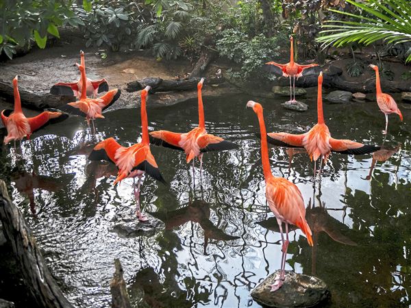 What Is Flamingos Tiktok Username